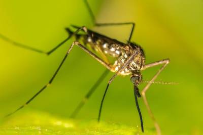 Роспотребнадзор напомнил правила профилактики укусов комаров
