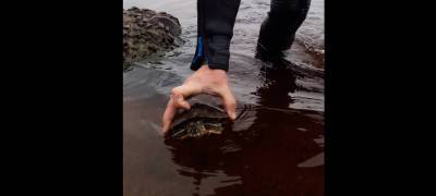 Дайвер в Петрозаводске выловил черепаху в Онежском озере (ВИДЕО)