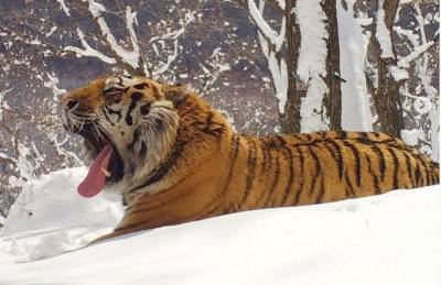 Приморские туристы накормили краснокожего тигра колбасой