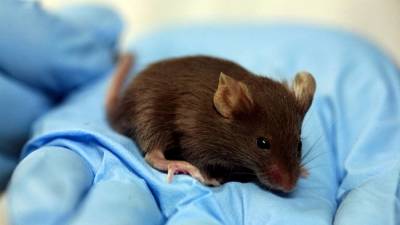 Австралию заполонили миллионы мышей-каннибалов