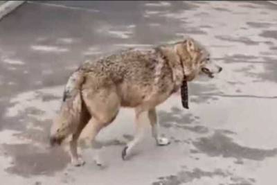 Стала известна причина смерти пойманной в Красноярске волчицы