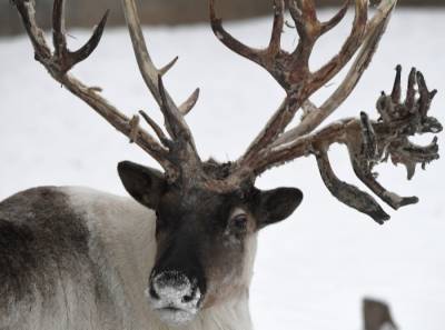 Резерват для сохранения популяции северного оленя создан в Булунском районе Якутии