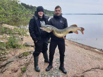 Рыбаки отпустили почти 12-килограммовую щуку, пойманную под Выборгом