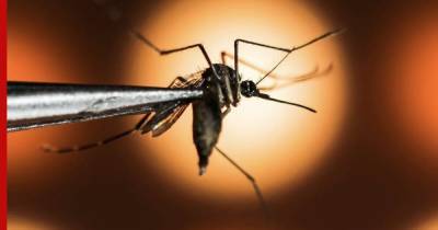 Какие опасные инфекции переносят комары, предупредили россиян