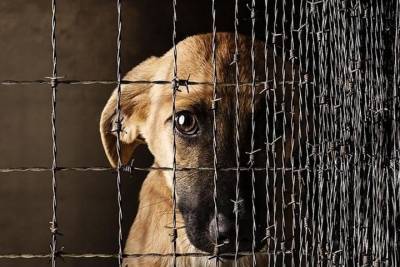 Заполярные законодатели ужесточат требования к владельцам животных