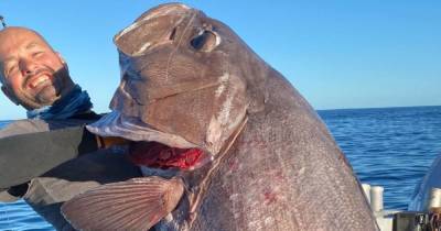 Полчаса затягивал на лодку: в Новой Зеландии рыбак поймал гигантского морского окуня (фото)