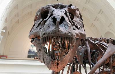 В Испании внутри фигуры динозавра нашил мертвое тело: мужчина залез туда за телефоном и погиб
