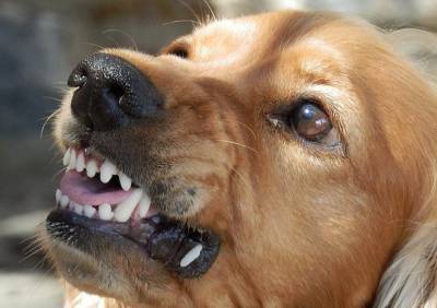 В Рязани после нападения собак на детей организованы проверки