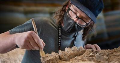 Палеонтологический клад. В Калифорнии нашли прекрасно сохранившийся череп мастодонта и останки “лосося-монстра” (фото)