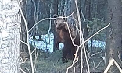 В Карелии медведя хотят поймать с помощью сгущенки - gubdaily.ru - Костомукша - республика Карелия