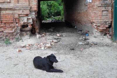 На дороге к храму саратовцев встречают черные псы и крысы