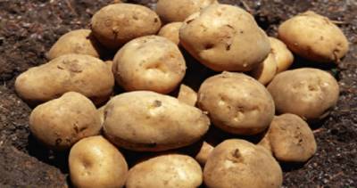 100 тонн высококачественных семян картофеля получили таджикские фермеры