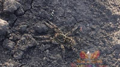 Южнорусские тарантулы появились в Воронежской области