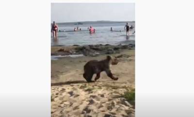 Челябинские власти нашли мужчину, который водил по пляжу медвежонка. Зверя у него заберут