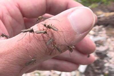 В Заполярье наступает комариный сезон охоты