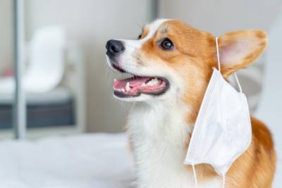 Собаки выявляют коронавирус менее, чем за секунду