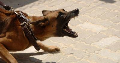 Под Херсоном домашние собаки напали на детей: правоохранители применили оружие