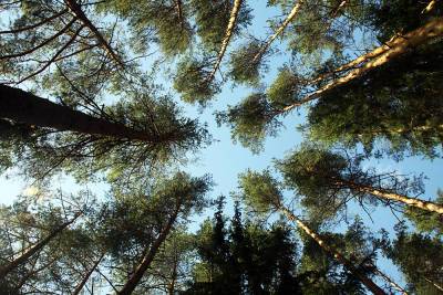 В России появится информационная база о лесах