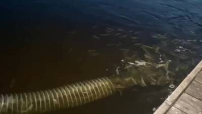 В Неву выпустили 3 тысячи мальков атлантического лосося
