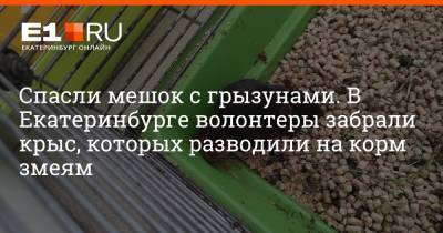 Спасли мешок с грызунами. В Екатеринбурге волонтеры забрали крыс, которых разводили на корм змеям