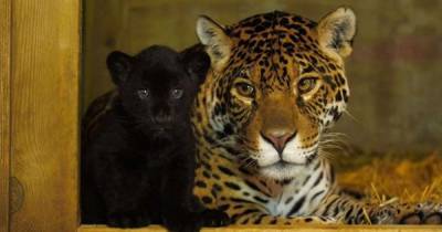 В Британии родилась самка редкого черного ягуара, находящегося под угрозой исчезновения