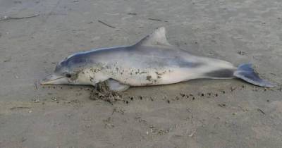 В Бразилии дельфин погиб, запутавшись в женском нижнем белье