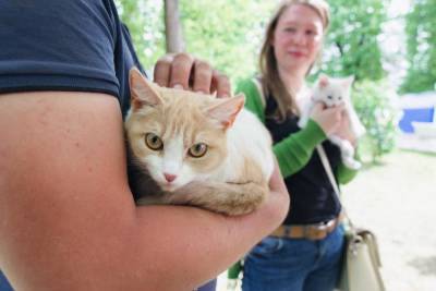 В Твери на благотворительном фестивале нашли хозяев бездомным кошкам и собакам