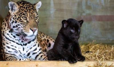 В кошачьем заповеднике родился редкий детеныш ягуара черного цвета