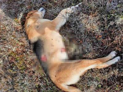 Полиция Ямала разбирается в деле о расстреле тундровиками чужих охотничьих собак