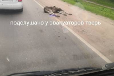 В Твери перед базой «Динамо» насмерть сбили лосёнка