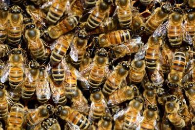 Терапевт рассказал, для кого укус пчелы может быть смертельным