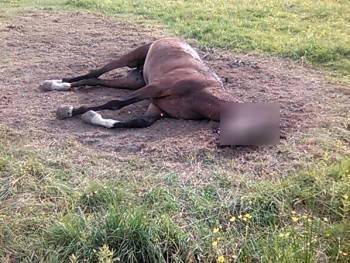 Появились страшные подробности гибели коня на улице Образцова в Вологде