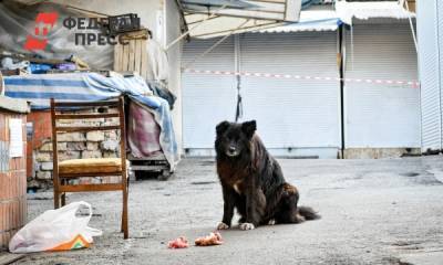 В России подсчитали бездомных собак и кошек