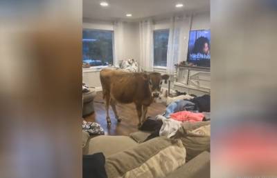 Пес привел домой новую подругу – корову! Пользователи Сети смеялись до слез (ВИДЕО)