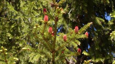 Петербуржцы заметили розовые шишки на елях