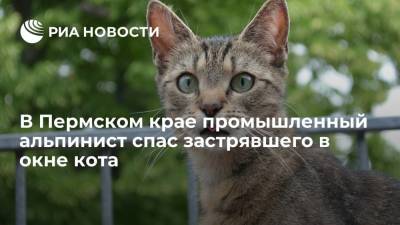 В Пермском крае промышленный альпинист спас застрявшего в окне кота