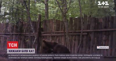 Бурого медведя заметили под Ивано-Франковском: ученые предупреждают о нашествии хищника