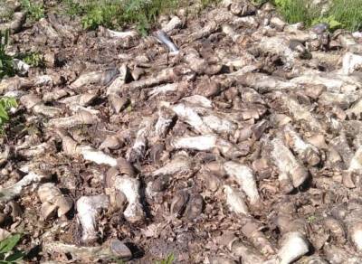 Специалисты Россельхознадзора обнаружили под Рязанью гниющие останки скота