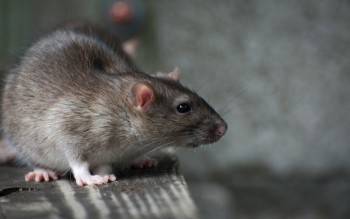 Бодрая крыса напугала череповчанку, когда она хотела зайти в родной подъезд
