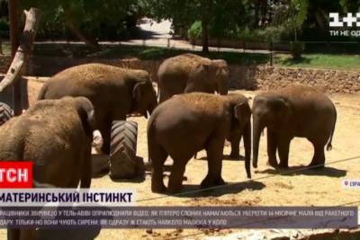 Живой щит: в израильском зоопарке взрослые слоны прикрывали собой детеныша от ракетных атак