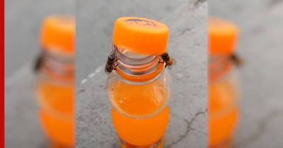 Две пчелы сообща открыли бутылку со сладкой газировкой