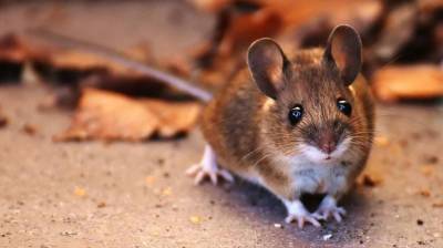 Набег миллиона мышей на склад с зерном запечатлели в Австралии