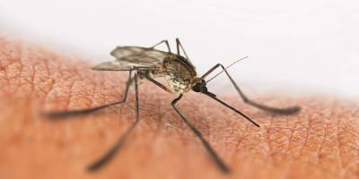 Как комары выбирают своих жертв, объяснил биолог