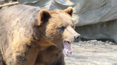 Медведь-мародер осквернил могилу на Сахалине