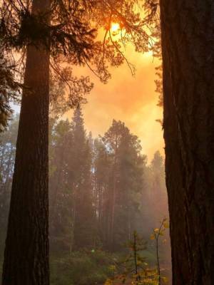В ХМАО потушили все лесные пожары