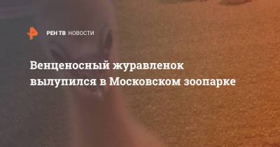 Венценосный журавленок вылупился в Московском зоопарке