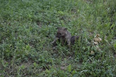 В Сурхандарье местные жители обнаружили детенышей неизвестного животного
