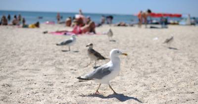 Подготовка к курортному сезону: в Одессе стартовала большая уборка пляжей