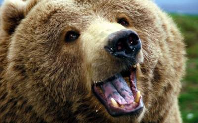 Медведь защитил сербскую гору Манячу от вояк НАТО