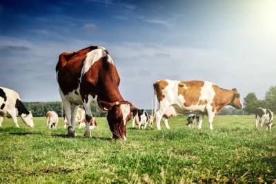 В Чувашии владельцам коров выделили более 170 млн рублей